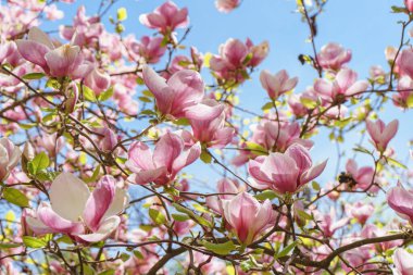 Parkta pembe Magnolia Soul Angeana çiçekleri olan bir ağaç dalı ya da mavi gökyüzü arka planında fotokopi alanı olan bir bahçe. Doğa, çiçek, bahçe..