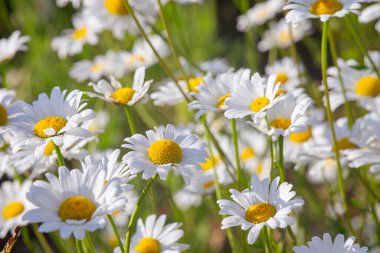 Çayır, çimen, beyaz papatya, yeşil çim arka planda papatya. Oxeye papatya, Leucanthemum vulgare, papatya, papatya, köpek papatyası, bahçe konsepti.