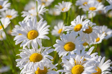 Çayır, çimen, beyaz papatya, yeşil çim arka planda papatya. Oxeye papatya, Leucanthemum vulgare, papatya, papatya, köpek papatyası, bahçe konsepti.