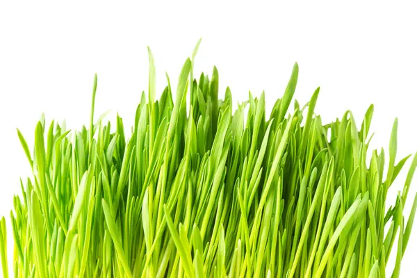 白い背景に隔離された緑の草の新鮮な束 草が近づいてる マクロ 環境エコロジー 自然デザイン要素 ストックフォト