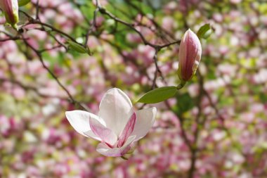 Parkta pembe Magnolia Soul Angeana çiçekleri olan bir ağaç dalı ya da mavi gökyüzü arka planında fotokopi alanı olan bir bahçe. Doğa, çiçek, bahçe..