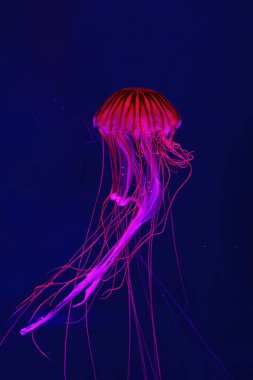 Floresan denizanası su altında kırmızı neon ışıklı akvaryum havuzunda yüzüyor. Japon deniz ısırganları, mavi sularda ve okyanuslarda krisaora pasifica. Theriology, biodiversity, undersea life, aquatic organizma