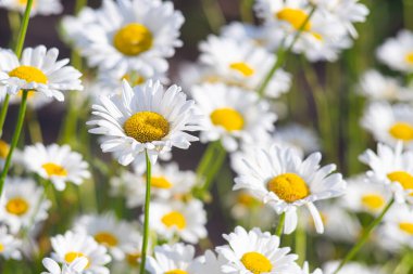 Çayır, çimen, beyaz papatya, yeşil çim arka planda papatya. Oxeye papatya, Leucanthemum vulgare, papatya, papatya, köpek papatyası, bahçe konsepti.