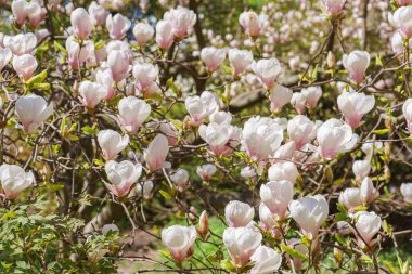 Parkta pembe Magnolia Soul Angeana çiçekleri olan bir ağaç dalı ya da yeşil arka planda bir bahçe. Doğa, çiçek, bahçe..