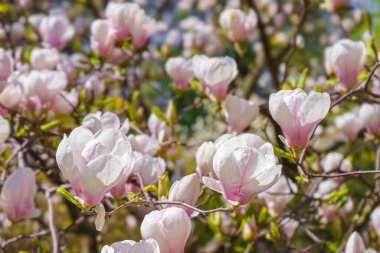 Parkta pembe Magnolia Soul Angeana çiçekleri olan bir ağaç dalı ya da mavi gökyüzü arka planında fotokopi alanı olan bir bahçe. Doğa, çiçek, bahçe..