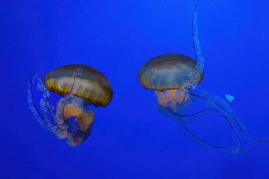 Pasifik deniz ısırganı, portakal denizanası ya da akvaryum tankının mavi sularında yüzen Chrysaora deniz piyadeleri. Su canlıları, hayvanlar, deniz altı yaşamı, biyolojik çeşitlilik