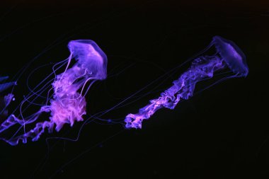 Karadeniz ısırganları grubu, akvaryum tankının karanlık sularında mor neon ışıkla yüzen Chrysaora achlyolar. Su canlıları, hayvanlar, deniz altı yaşamı, biyolojik çeşitlilik