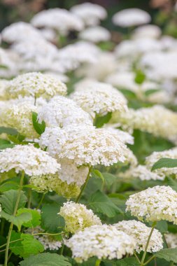 Bushes of Hydrangea arborescens flower in the garden, White hortensia in a park close up. Natural floral pattern background, landscape design.  clipart