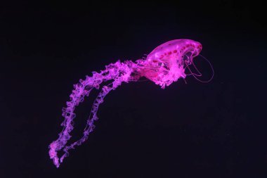 Mor çizgili denizanası, akvaryum tankının karanlık sularında yüzen Chrysaora kolorata pembe neon ışığıyla aydınlatılmış. Su canlıları, hayvanlar, deniz altı yaşamı, biyolojik çeşitlilik