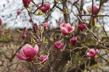 Parkta pembe Magnolia Soul Angeana çiçekleri olan bir ağaç dalı ya da mavi gökyüzü arka planında bir bahçe. Doğa, çiçek, bahçe..