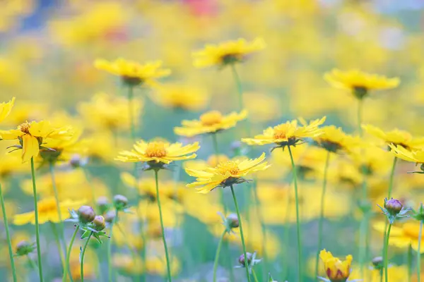 stock image Field of yellow flower Coreopsis lanceolata, Lanceleaf Tickseed or Maiden's eye blooming in summer. Nature, plant, floral background. Garden, lawn of lance leaved Coreopsis in bloom