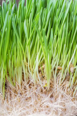 Köklü buğday filizleri, mikroyeşillik dokuları. Genç bitkiler, yeşil çimen arka plan, sağlıklı beslenme