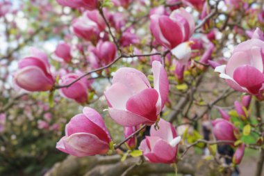 Parkta pembe Magnolia Soul Angeana çiçekleri olan bir ağaç dalı ya da mavi gökyüzü arka planında bir bahçe. Doğa, çiçek, bahçe..