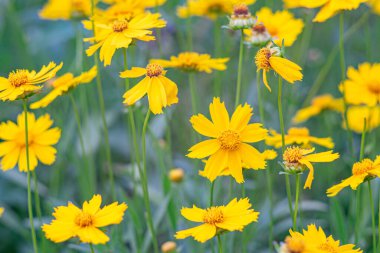 Sarı çiçekli Coreopsis Lanceolata, Lanceleaf Tickseed ya da yazın açan Maiden 's Eye. Doğa, bitki, çiçek arkaplanı. Bahçe, mızrak çimenliği terk edilmiş Coreopsis çiçek açmış.