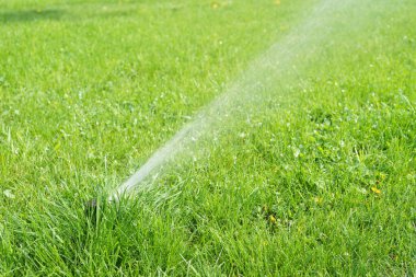 Güneşli bir günde yeşil çimenleri sulayan otomatik akıllı çimen fıskiyesi. Otomatik sistemli, ayarlanabilir başlı fıskiye, bahçe sulama sistemi.