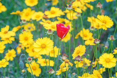 Sarı çiçekli Coreopsis Lanceolata, Lanceleaf Tickseed ya da yazın açan Maiden 's Eye. Doğa, bitki, çiçek arkaplanı. Bahçe, mızrak çimenliği terk edilmiş Coreopsis çiçek açmış.