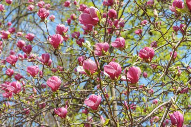 Parkta pembe Magnolia Soul Angeana çiçekleri olan bir ağaç dalı ya da mavi gökyüzü arka planında bir bahçe. Doğa, çiçek, bahçe..