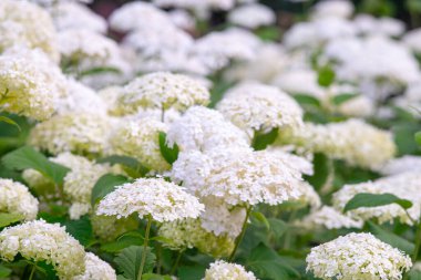 Ortanca çalılıkları bahçede çiçek açar, parkın yakınındaki beyaz hortensiya. Doğal çiçek desenli arka plan, manzara tasarımı.