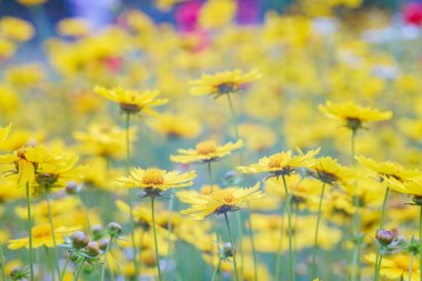 Sarı çiçekli Coreopsis Lanceolata, Lanceleaf Tickseed ya da yazın açan Maiden 's Eye. Doğa, bitki, çiçek arkaplanı. Bahçe, mızrak çimenliği terk edilmiş Coreopsis çiçek açmış.