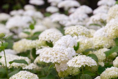 Ortanca çalılıkları bahçede çiçek açar, parkın yakınındaki beyaz hortensiya. Doğal çiçek desenli arka plan, manzara tasarımı.