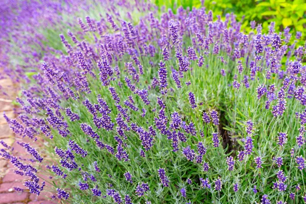 Bahçede lavanta çalıları, manzara tasarımı. Lavanta tarlasında gün batımı. Mor lavanta çiçekleri, doğa, bitki, aromaterapi üzerine seçici odaklanma.