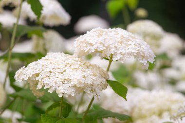 Bushes of Hydrangea arborescens flower in the garden, White hortensia in a park close up. Natural floral pattern background, landscape design. clipart