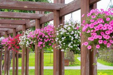 Açık havada renkli petunya çiçekli saksılar, halka açık bir yerde çiçek dekoru. Pembe, kırmızı ve beyaz petunya Parktaki saksılarda asılı, yaz terasında. 
