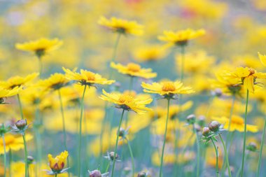 Sarı çiçekli Coreopsis Lanceolata, Lanceleaf Tickseed ya da yazın açan Maiden 's Eye. Doğa, bitki, çiçek arkaplanı. Bahçe, mızrak çimenliği terk edilmiş Coreopsis çiçek açmış.