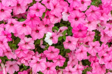 Pembe Petunya çiçeği arka planı, tencerede mor petunyalar, manzara tasarımı, dekor. Şehir parkında yemyeşil renkli bahçe petunyaları. Duvar kağıdı, arkaplan