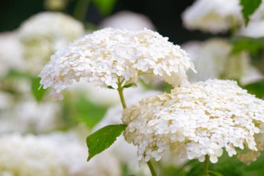 Ortanca çalılıkları bahçede çiçek açar, parkın yakınındaki beyaz hortensiya. Doğal çiçek desenli arka plan, manzara tasarımı.
