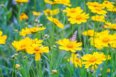 Sarı çiçekli Coreopsis Lanceolata, Lanceleaf Tickseed ya da yazın açan Maiden 's Eye. Doğa, bitki, çiçek arkaplanı. Bahçe, mızrak çimenliği Kelebek ile terk Coreopsis, yakın
