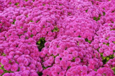 Taze açan pembe Kore bahçesi kasımpatısı kiraz çalıları güneşli bir günde, sonbahar bahçesinde kiraz danteli. Tebrik kartı, duvar kağıdı, afiş, başlık için çiçek arkaplanı.