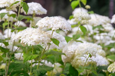 Ortanca çalılıkları bahçede çiçek açar, parkın yakınındaki beyaz hortensiya. Doğal çiçek desenli arka plan, manzara tasarımı.