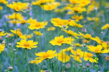 Sarı çiçekli Coreopsis Lanceolata, Lanceleaf Tickseed ya da yazın açan Maiden 's Eye. Doğa, bitki, çiçek arkaplanı. Bahçe, mızrak çimenliği terk edilmiş Coreopsis çiçek açmış.