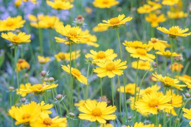 Sarı çiçekli Coreopsis Lanceolata, Lanceleaf Tickseed ya da yazın açan Maiden 's Eye. Doğa, bitki, çiçek arkaplanı. Bahçe, mızrak çimenliği terk edilmiş Coreopsis çiçek açmış.