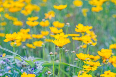 Sarı çiçekli Coreopsis Lanceolata, Lanceleaf Tickseed ya da yazın açan Maiden 's Eye. Doğa, bitki, çiçek arkaplanı. Bahçe, mızrak çimenliği terk edilmiş Coreopsis çiçek açmış.