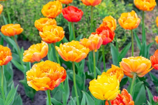 stock image Blooming yellow orange peony shaped tulips flowers in garden outside. Double tulip variety, Double Beauty of Apeldoorn. Spring time, nature gardening, floral background.