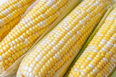 Tatlı mısır arka planında sarı taze kulaklar. Sarı ve beyaz taneli taze çiğ mısır koçanı makro desen, üst manzara, kapat. Soyut gıda geçmişi, hasat mevsimi, sağlıklı organik yiyecekler..