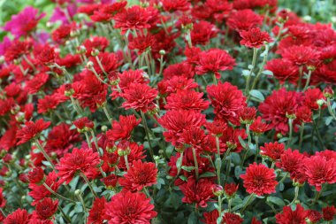 Güneşli bir günde, bahçedeki sonbahar bahçesinde çiçek açan kırmızı kasımpatı tarlaları. Tebrik kartı, duvar kağıdı, afiş, başlık için çiçek arkaplanı.