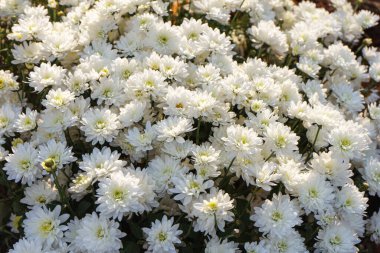 Güneşli bir günde, dışarıda, sonbahar bahçesinde yeni açan beyaz kasımpatı çalıları. Tebrik kartı, duvar kağıdı, afiş, başlık için çiçek arkaplanı.