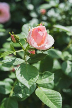 Güzel açan pembe gül çiçeği bahçeye ya da parka yakın güneşli bir günde açık havada. Üreme ve büyüyen güller, bahçıvanlık, manzara tasarımı