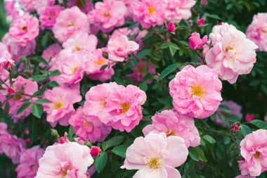 Bahçede ya da parkta pembe çiçekli güzel gül çalıları, güneşli bir günde açık havada. Üreme ve büyüyen güller, bahçıvanlık, manzara tasarımı
