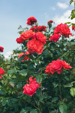Güzel açan kırmızı gül çiçeği bahçeye ya da parka yakın güneşli bir günde açık havada. Üreme ve büyüyen güller, bahçıvanlık, manzara tasarımı