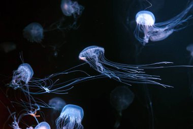 Group of Atlantic sea nettle, Chrysaora quinquecirrha, East Cost sea nettle jellyfish, floating in illuminated aquarium with neon light. Theriology, biodiversity, undersea life, aquatic organism clipart
