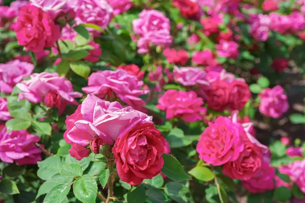 stock image Beautiful blooming pink, magenta rose flower close up on roses bush background, in garden or park, outdoor in sunny day. Breeding and growing roses, gardening, landscape design