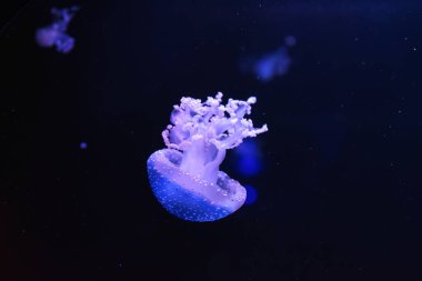 Floresan denizanaları kapanıyor, su altında akvaryum havuzunda yüzüyor. Benekli Avustralyalı denizanası Phyllorhiza punctata akvaryumda mavi ışıklı. Theriology, turizm, dalış, sualtı yaşamı.