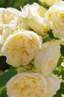 Beyaz fildişi çiçekli güzel bir gül çalısı. Kapalı, açık havada güneşli bir günde. Üreme ve büyüyen güller, bahçıvanlık, manzara tasarımı