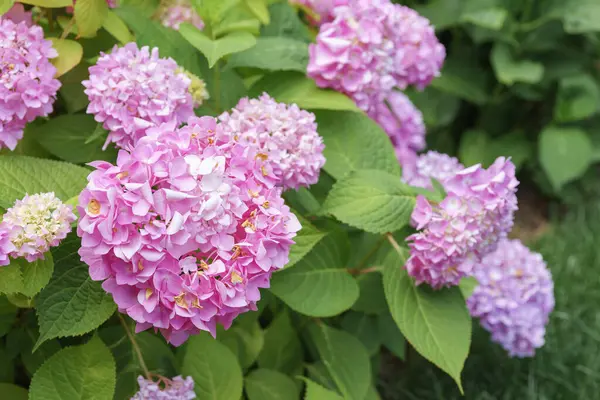 stock image Bush of blooming pink flowers of hydrangea macrophylla Pink Annabelle close up in the summer garden or park, outdoor. Gardening, decorative wedding flower, landscape design, 