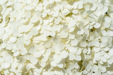 Beyaz çiçek açan ortanca makrofilla çiçek dokusu, makro, kapat. Çiçek arkaplan, duvar kağıdı, arkaplan, bahçe işleri, dekoratif düğün çiçeği.