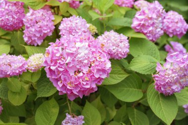 Çiçek açan pembe ortanca makrofili çiçeği çalıları Annabelle yaz bahçesini ya da parkı kapatır. Bahçe işleri, dekoratif düğün çiçeği, manzara tasarımı., 